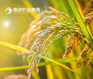 廣州南沙現(xiàn)代農(nóng)業(yè)產(chǎn)業(yè)集團(tuán)官網(wǎng)上線開通啦！